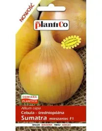 cebula-f1-sumatra-5-g-plantico