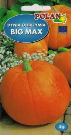 dynia-olbrzymia-big-max-3-g-polan