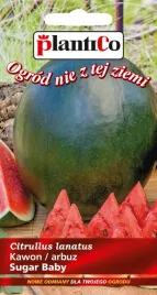 arbuz-kawon-sugar-baby-2-g-plantico