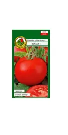 pomidor-szklarniowy-bekas-f1-01-g-pnos