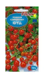 pomidor-gruntowy-idyll-02-g-polan
