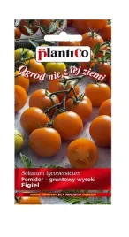 pomidor-gruntowy-figiel-02-g-plantico