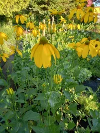 rudbekia-okazala-bylina-na-wysoka-rabate-i-kwiat-ciety