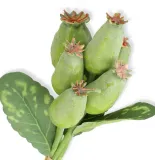 makowki-bukiet-galazek