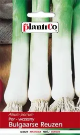 por-bulgaares-reuzen-1-g-plantico