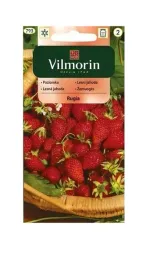 poziomka-rugia-02-g-vilmorin