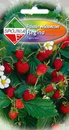 poziomka-bezrozlogowa-regina-02-g-spojnia