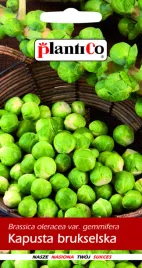 kapusta-brukselka-groninger-1-g-plantico