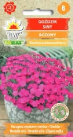 gozdzik-siny-rozowy-nasiona-02-g-na-skalniak