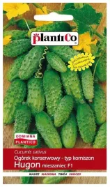 ogorek-gruntowy-f1-hugon-5-g-plantico