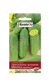 ogorek-gruntowy-maksimus-mieszaniec-5-g-plantico