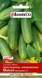 ogorek-gruntowy-marcel-f1-5-g-plantico