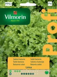 salata-lirice-typ-batavia-05-g-vilmorin