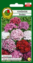 gozdzik-brodaty-mieszany-2-g-pnos