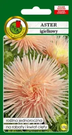 aster-igielkowy-lososioworozowy-08-g-pnos