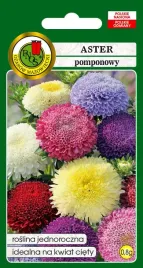 aster-pomponowy-mieszany-08-g-pnos