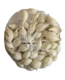 cebula-dymka-snowball-biala-025-kg