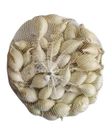 cebula-dymka-snowball-biala-025-kg