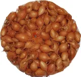 cebula-dymka-sturon-05-kg