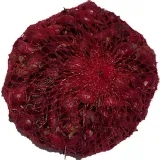 cebula-dymka-karmen-025-kg