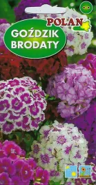 gozdzik-brodaty-mieszany-2-g-polan