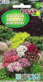 gozdzik-brodaty-niski-pelny-mieszany-0-5-g-polan