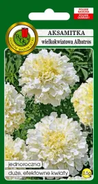 aksamitka-wielkokwiatowa-albatros-05-g-pnos