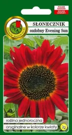 slonecznik-ozdobny-evening-sun-2-g-pnos