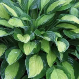 funkia-t-dawg-do-ogrodu-kwiaty-dwubarwne-efektowne