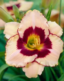 liliowiec-canadian-border-patrol-bylina-do-ogrodu