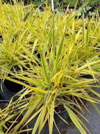 wyczyniec-lakowy-aureovariegata-zlota-trawka