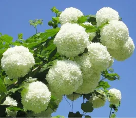 kwiaty-jak-pompony-piekna-kalina-roseum