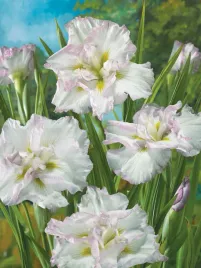 irys-japonski-ensata-lady-in-waiting-do-oczka