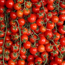 pomidor-malinowy-kapturek-do-600-sztuk-z-krzaka