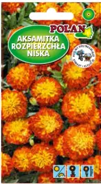 aksamitka-niska-pelna-zloto-mahoniowa-1-g-polan