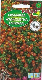 aksamitka-waskolistna-talizman-pomaranczowa-05-g-polan