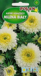 aster-ksiazecy-milena-bialy-1-g-polan