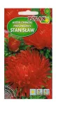 aster-piwoniowy-stanislaw-1-g-polan