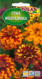 cynia-meksykanska-1-g-polan