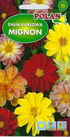 dalia-mignon-mieszanka-2-g-polan