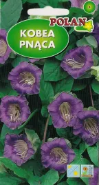 kobea-pnaca-fioletowa-6-ziaren-polan