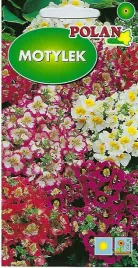 motylek-mieszany-2-g-polan
