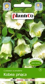 kobea-pnaca-biala-0-5-g-plantico