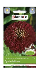 cynia-wytworna-daliowa-burgund-1-g-plantico