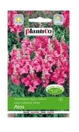 lwia-paszcza-niska-atos-05-g-plantico