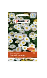 stokrotka-trwala-biala-01-g-plantico