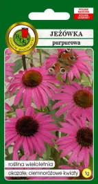 jezowka-purpurowa-1-g-pnos