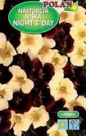 nasturcja-niska-night-and-day-2-g-polan