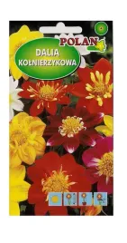dalia-zmienna-kolnierzykowa-colloratte-dandy-2-g-polan