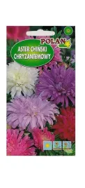 aster-chryzantemowy-zestaw-kolorow-1-g-polan